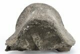 Fossil Whale Thoracic Vertebra - Yorktown Formation #224127-1